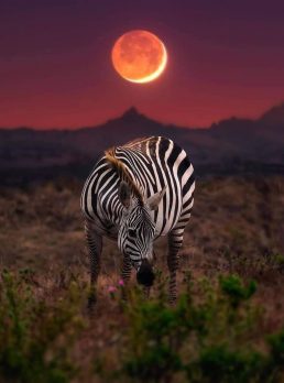 Coolface, 42 years old, Edmonton, Canada